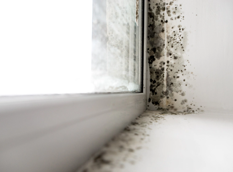 mold inspection and checking services